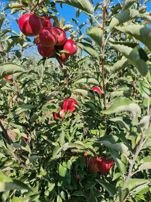 Mere livadă proprie calitatea I