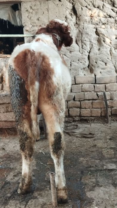 Zottor buqacha sotiladi