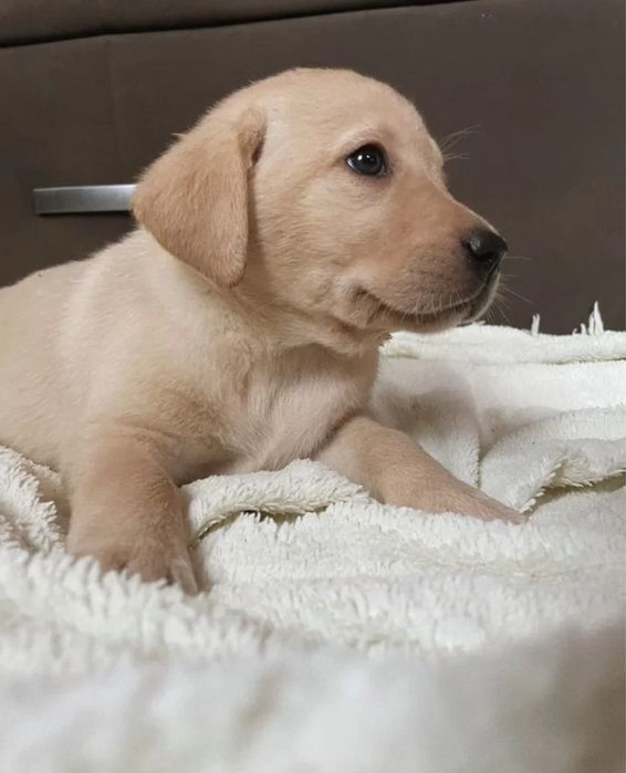 Чистокровные щенки лабрадора ретривера