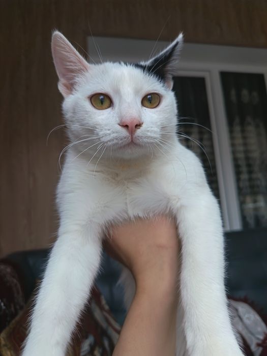 Uy mushugi, 6 oylik ortancha bepulga beriladi