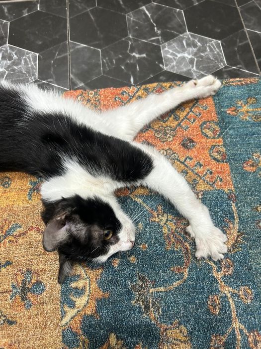 Кошка домашняя умная