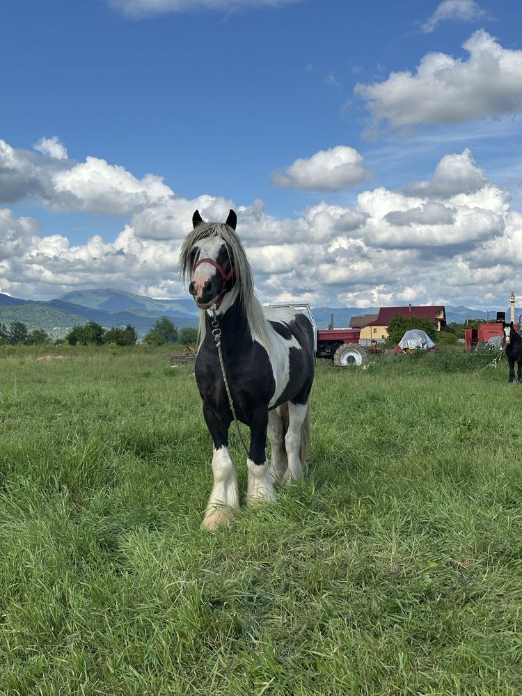 Armasar gypsy vanner