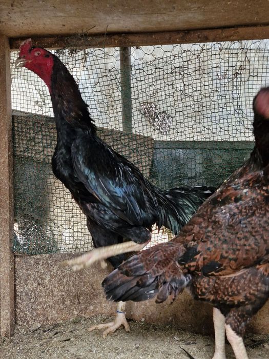 Карейцкие Петухи