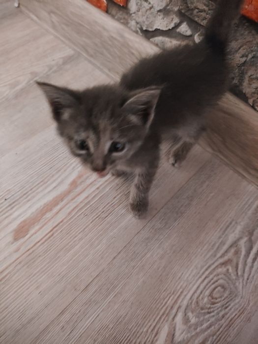 Пристраивается котенок