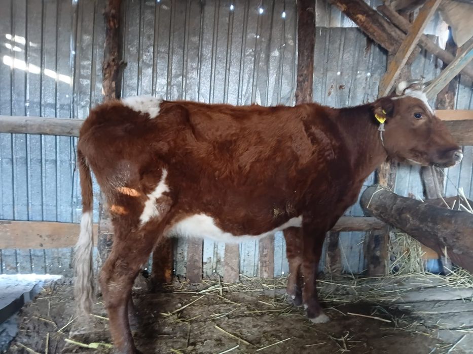 Семіз Сиыр сатылады