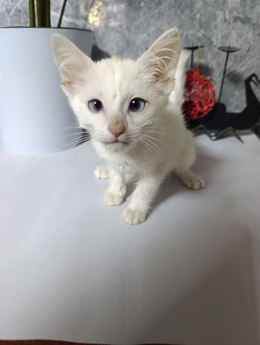 Котенок продаётся