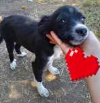 Adoptie pui caine talie mica Juju