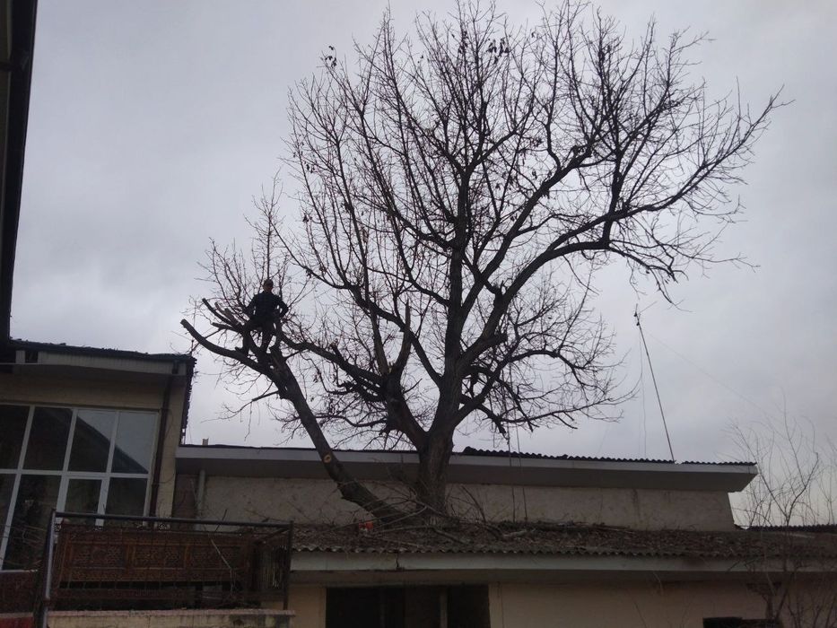 Daraxt kesish va Aralash xizmati