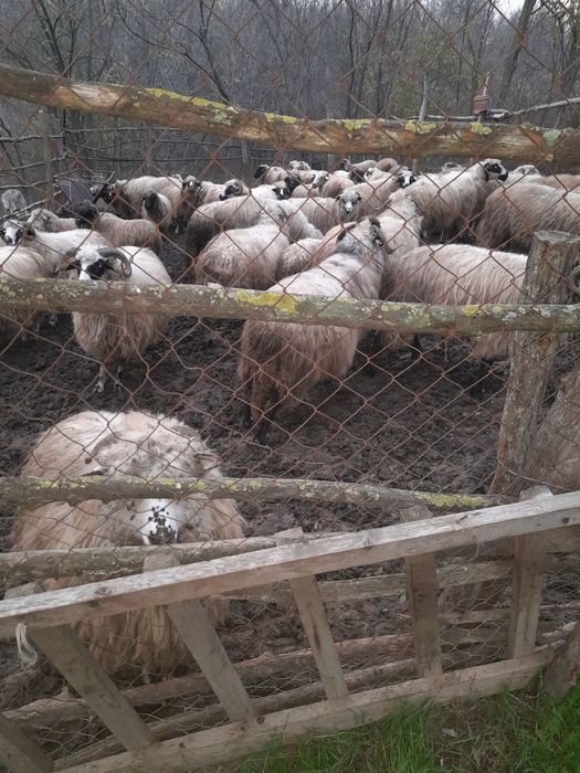 Vând oi rasa Breaze de ținut oile