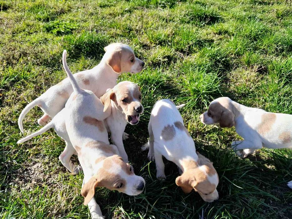 Продават се малки Пойнтери