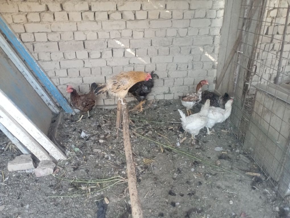 Jaydari tovuq xoʻrozlar sotiladi