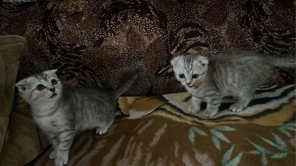 Отдам в добрые руки