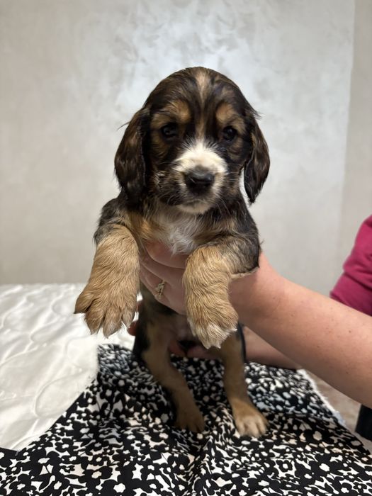 Кучета за трюфели