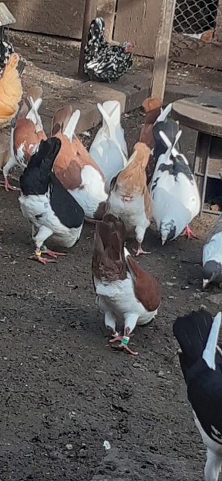 Porumbei Florentini