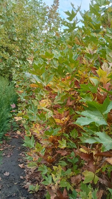 Plant ornamentale .platan buxux tuia