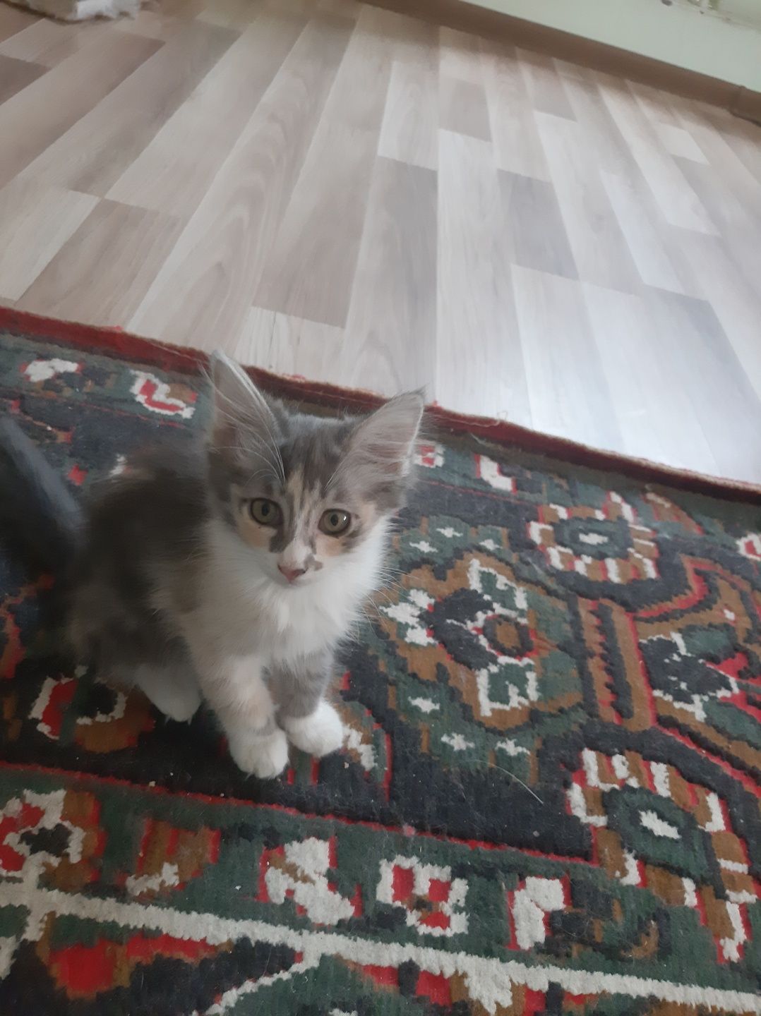 Котята. Домашние, игривые, ласковые.