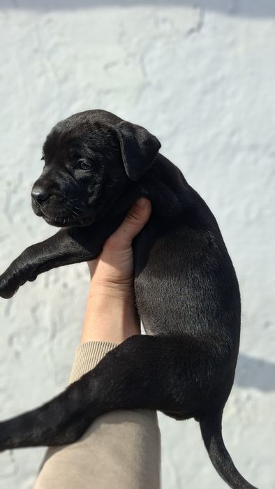 Щеночек Чистокровная Кане Корса)