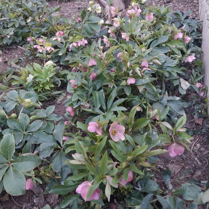 Гул ва Кочатлар сотилади