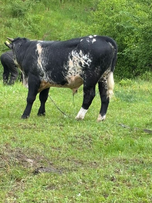 Vând vițel albastru belgian