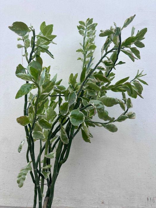 Комнатное растение Педилантус