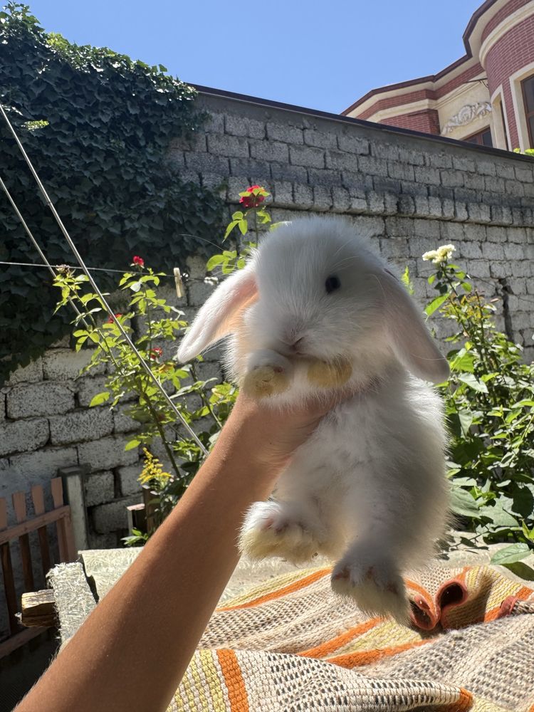 Продам крольчат