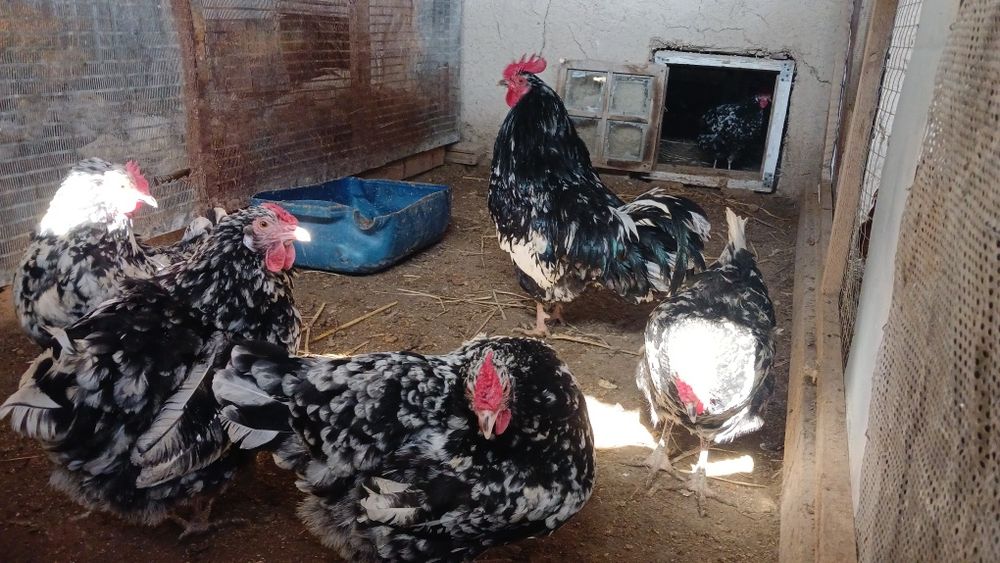 Астролорп черно пестрый