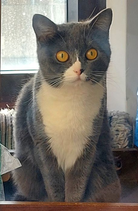 Продам кошку британка