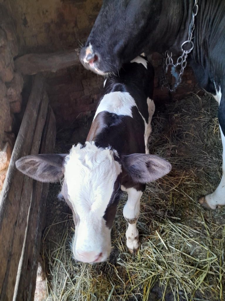 Vând junică la prima fatare