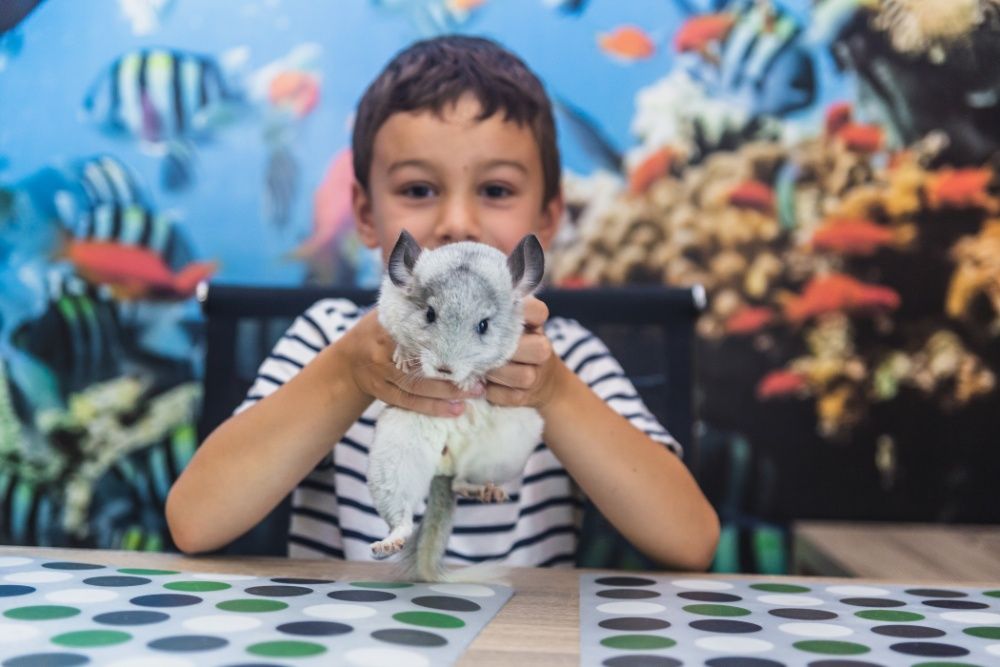 Chinchilla Sinsila Mozaic