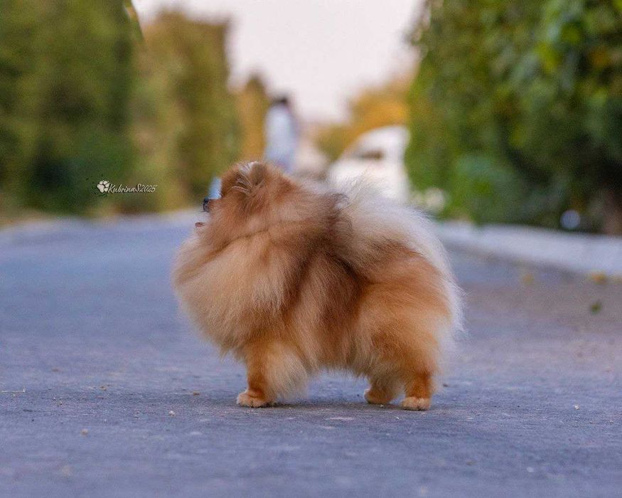 Вязка  Померанский Шпиц