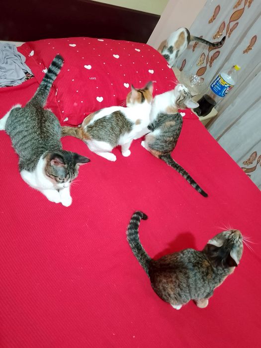 Отдам кошочек даром бесплатно