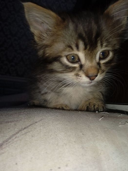 Отдам бесплатно котёнка