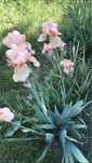 Iris germanica roz stanjenel