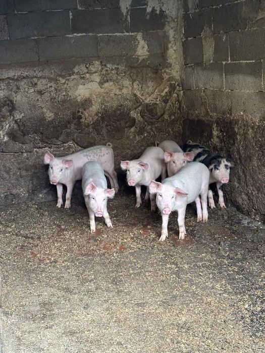 Продават се малки прасенца