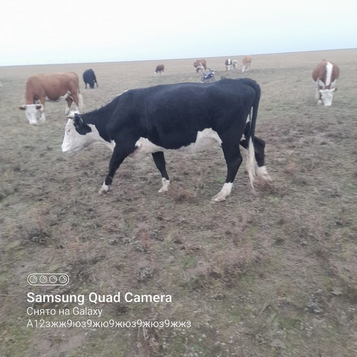 Сиыр сатылады буаз