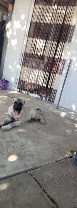 Kangal cauta casa noua !