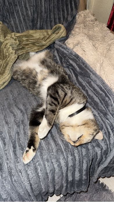 отдам котика в добрые руки