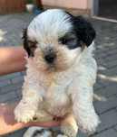 Vand catel Shih tzu