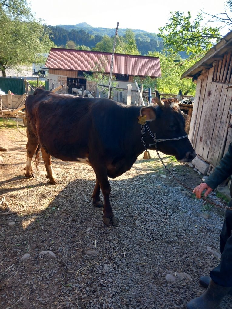 De vânzare vacă gestantă în 8 luni