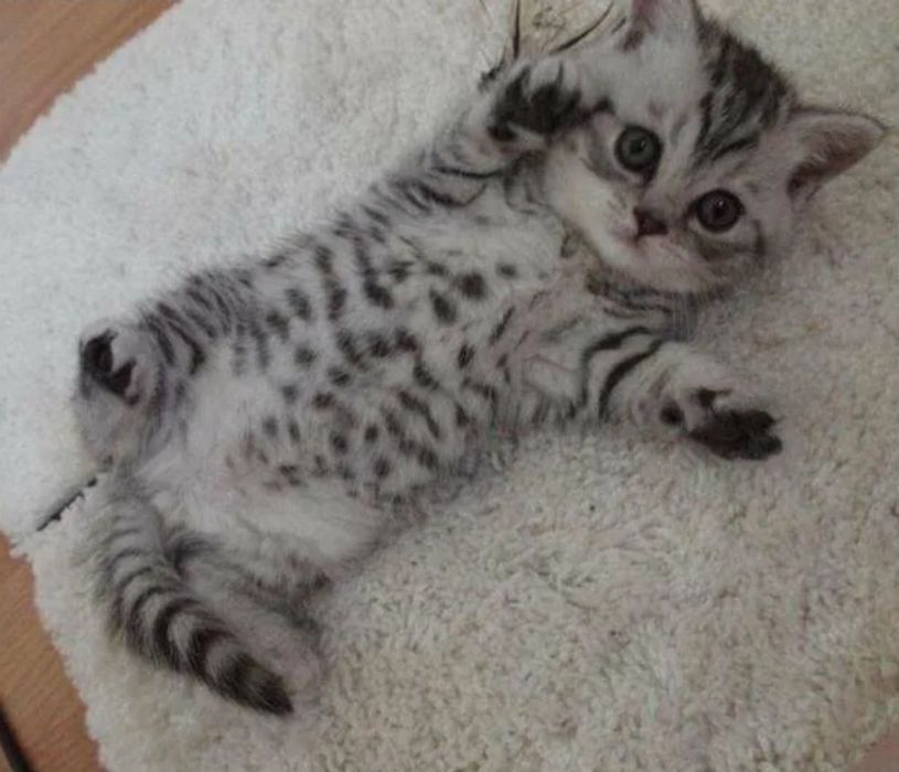 Скотиш страйт 1 месяц 3 недели.Приучены.