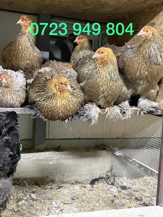 Oua incubat + pui Plymouth Brahma Australorp Jersey Marans Italiene