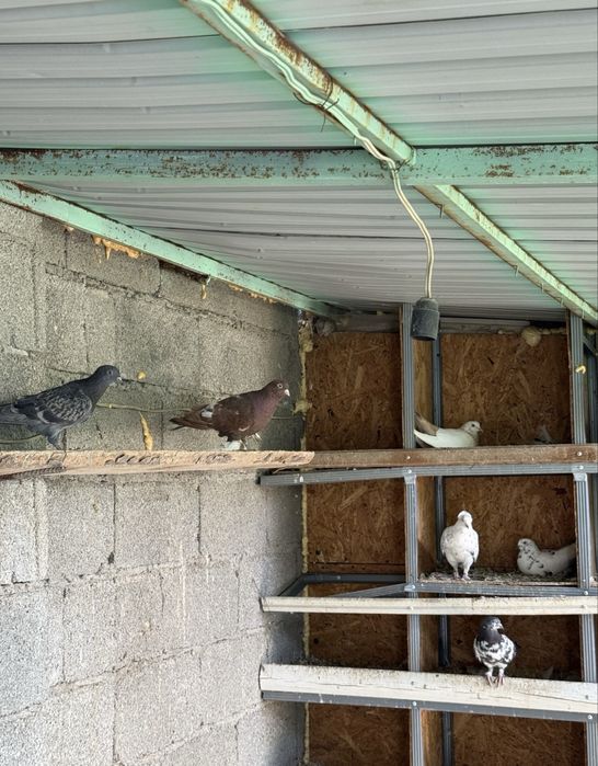 Голуби/ кептер.