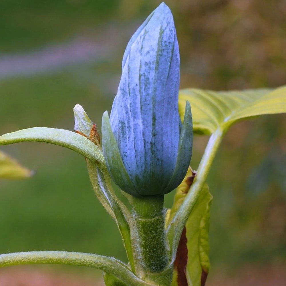 Magnolia Blue Opal