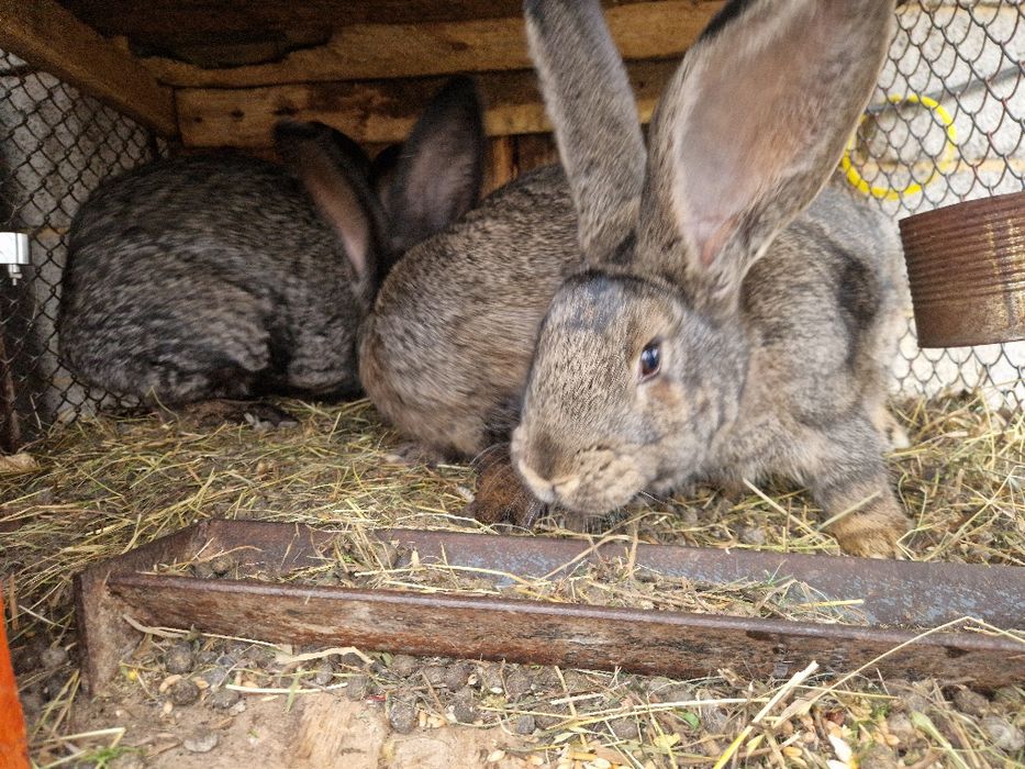 Iepuri Berbec German / Urias German