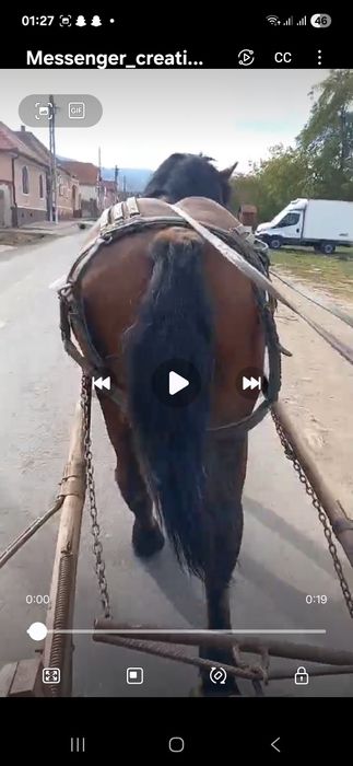 Vind minz de 1.7 luni invățat la ham