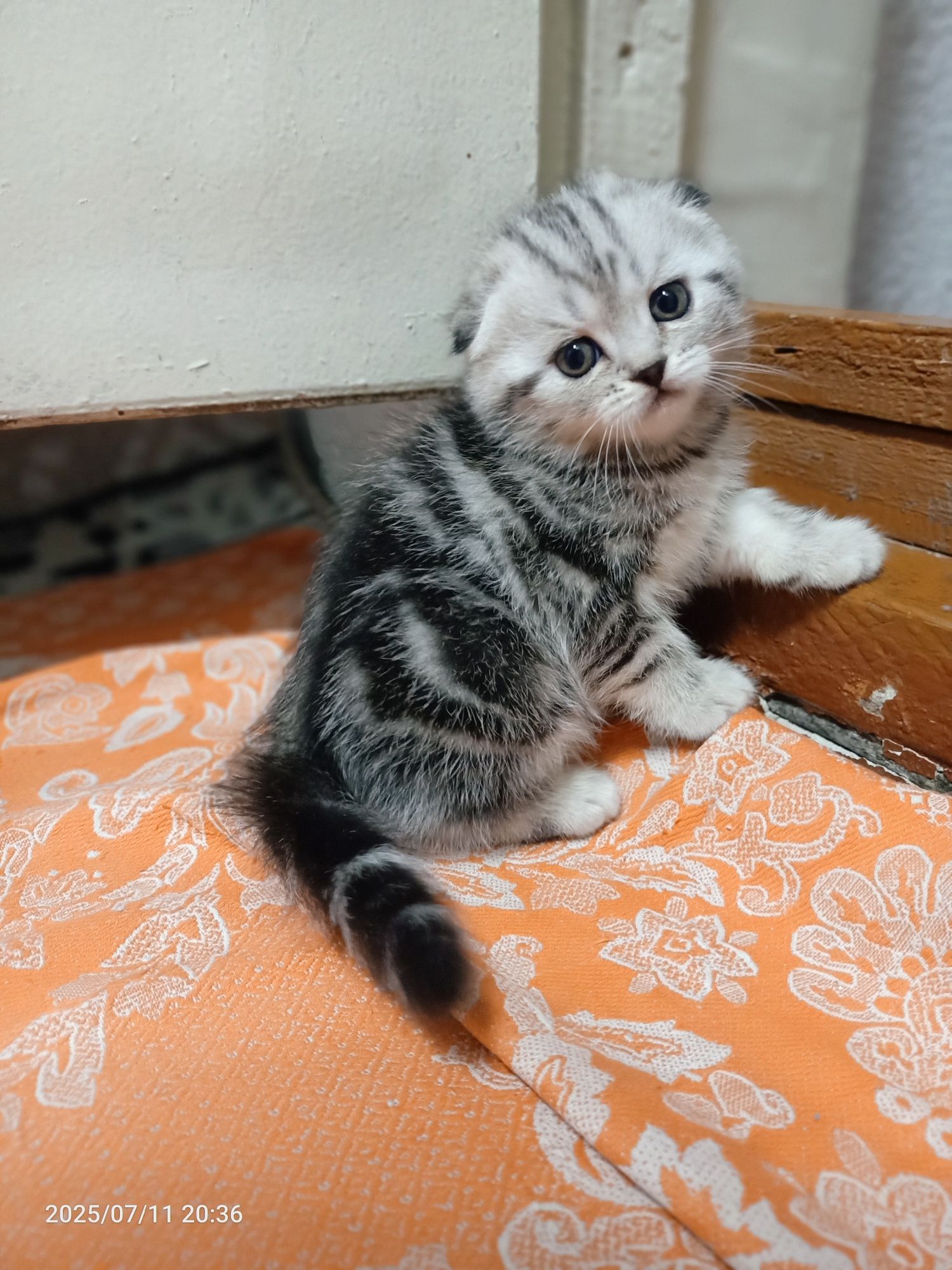 Продам очаровательных котят