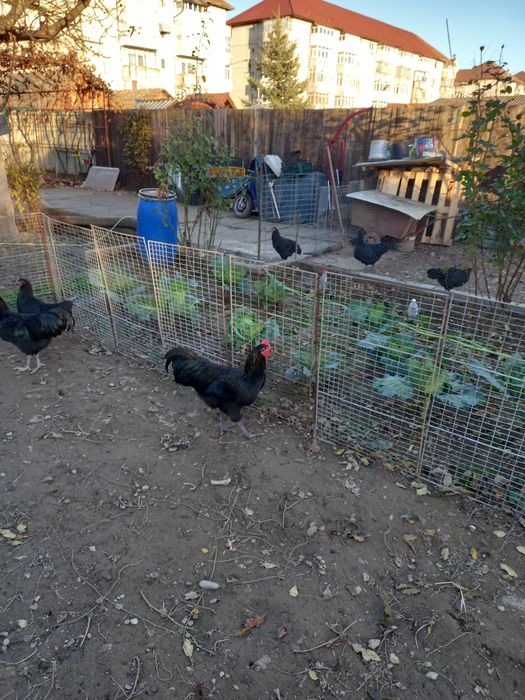 Vând cocoși din rasa Australorp