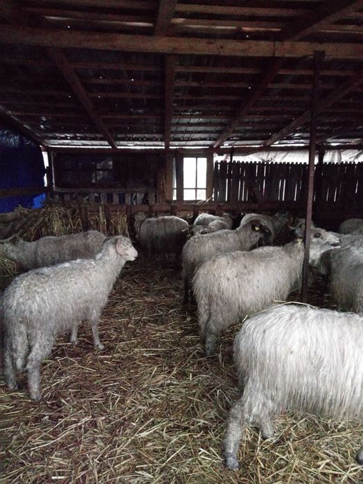 Vând oi reforma gestante