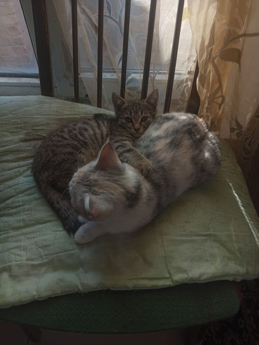 Отдам в добрые руки