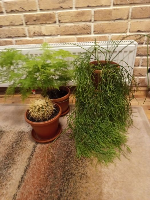 Цветя-рипсалис, аспарагус, кактус